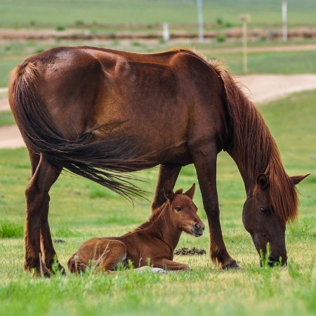 allevamento cavalli